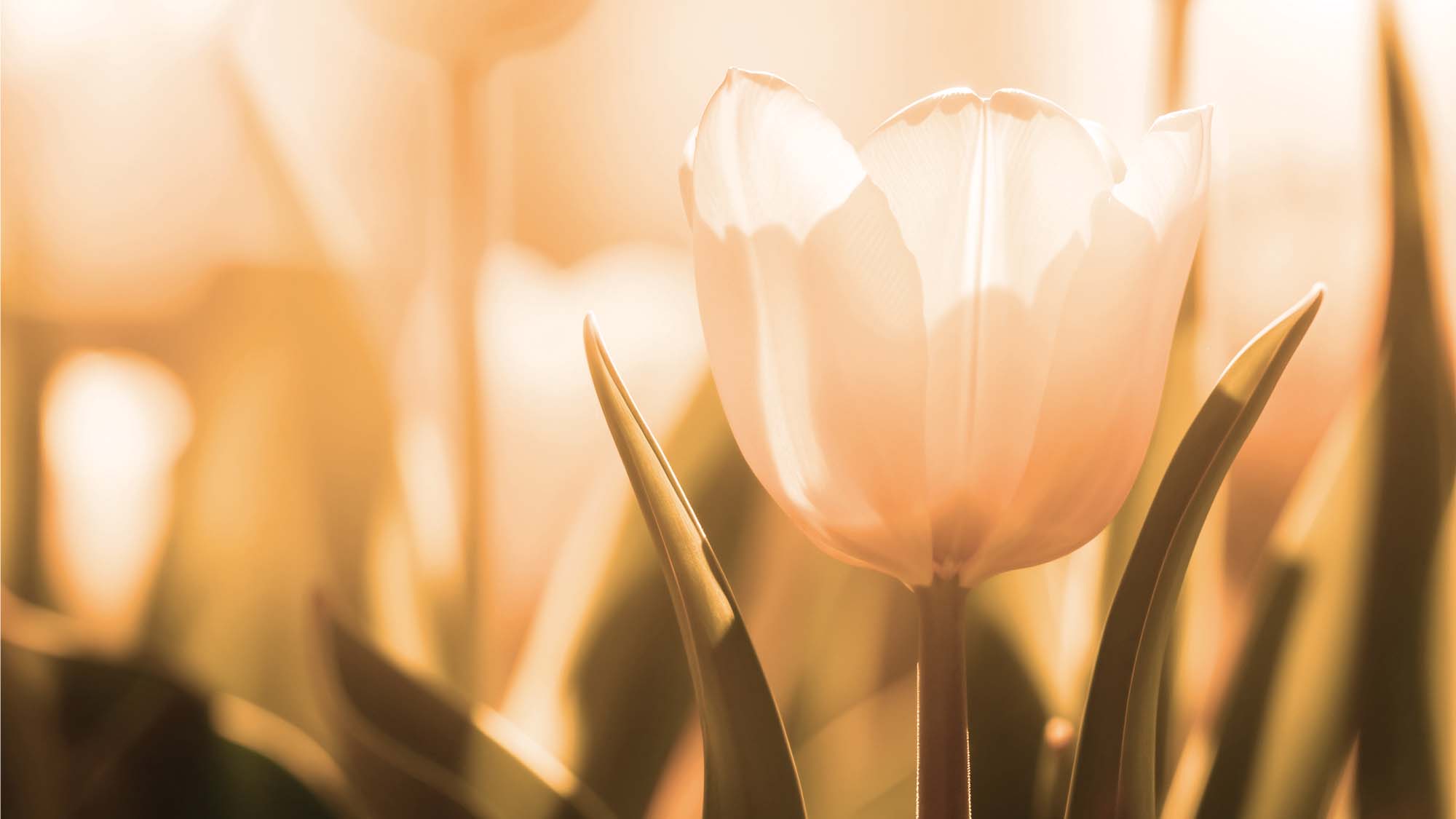 Madinat Al Ward hero image with tullips